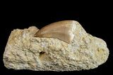 Mosasaur (Mosasaurus) Tooth In Rock - Morocco #161181-2